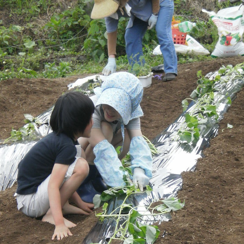 さつま芋の定植作業