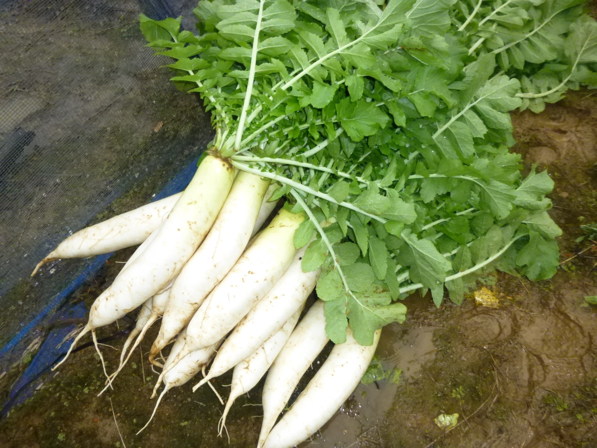 p1010076.jpg