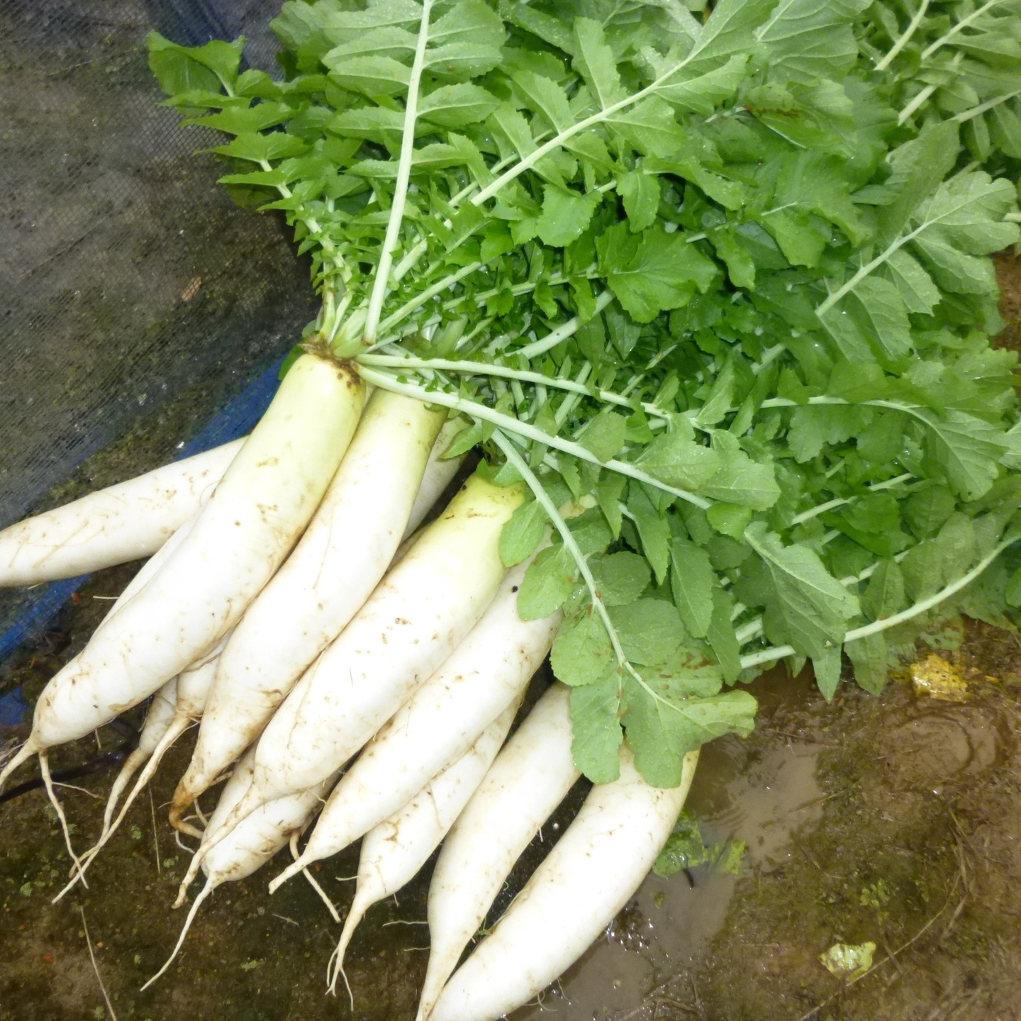 大根